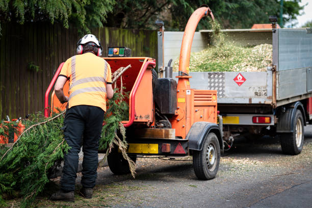 Best Large Tree Removal  in Manchester, WA